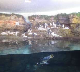 Aquarium / Oceanongrafic