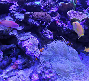 Impressionen aus dem Meeresaquarium