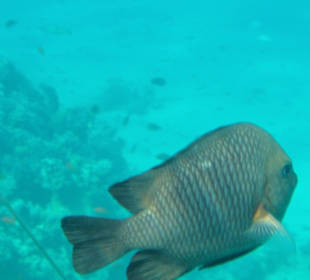 Schnorchel und Unterwasserkamara nicht vergessen