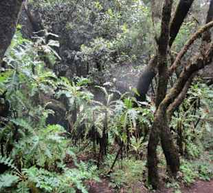  Besucherzentrum Nationalpark Garajonay