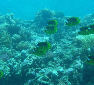 Tauchausflug mit Regina