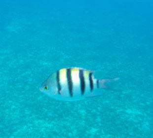 Fische unweit des Strandes