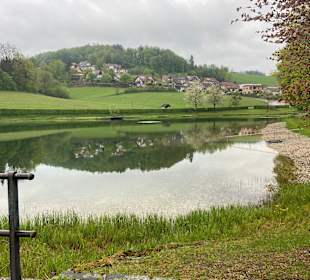 Schwammerling