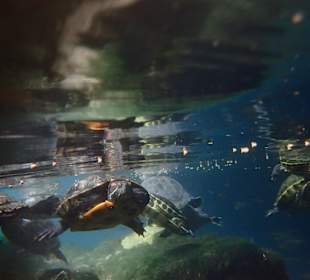 Cenote auf der Tour Tulum - Coba