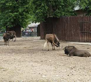 Zoo Moskiewskie