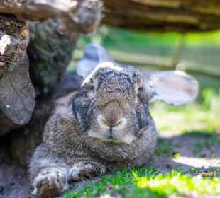 Deutsche Riesen im Wildpark Müden