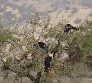 Ziege die auf Bäume klettern
