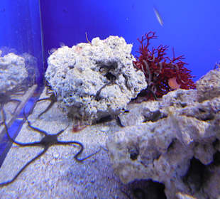 Aquarium Cala Gonone