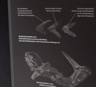 Dinosaurier Museum Altmühltal