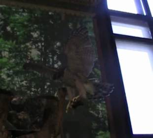 Naturhistorisches Museum