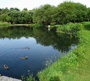 Entensee im Parque da Cicade