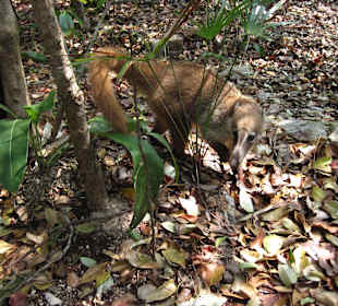 Coati