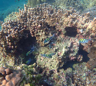 Unterwasserwelt Musandam