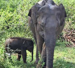 3 Tage altes Elefantenbaby im Udawalawe  tawalawa 