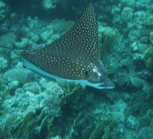 Gefleckter Adlerrochen