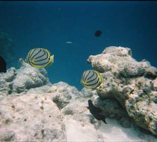 Snorkling Safari