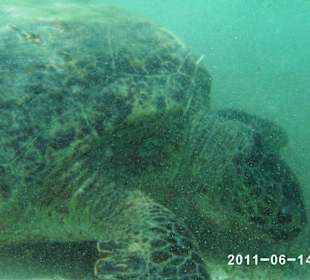 Riesenschildkröte