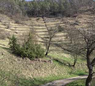 Hirschauer Spitzbergwegle (Premiumspazierwanderweg