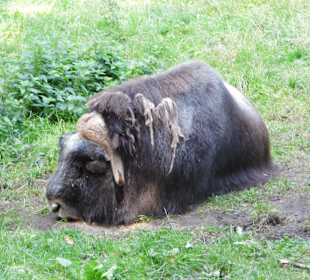 WildparkImpression September 2013