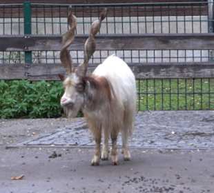 Tierpark 