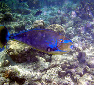 Fisch