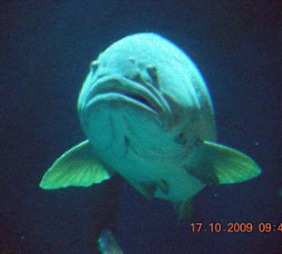 Im Aquarium, ca 1m lang!