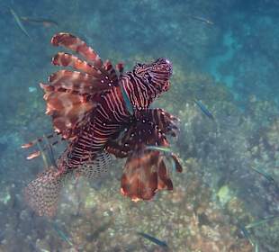 Unterwasserwelt Musandam