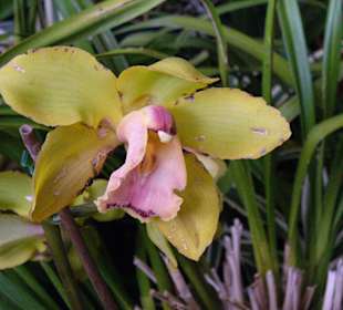 In Pregetter's Orchideengarten