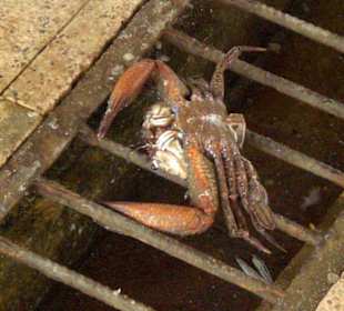 Krebs auf dem Fischmarkt