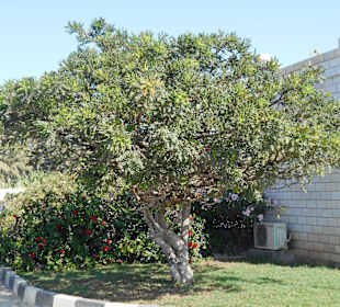 Frankincense Land Museum
