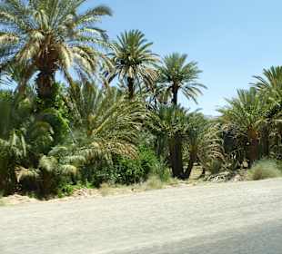 Palmen in den Oasen