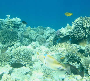 Am Korallenriff am Hotel 