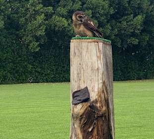 Eule im Dubai Safari Park