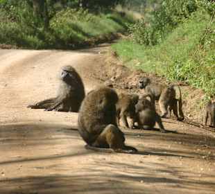Monkeys at Tsavo