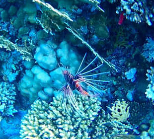 Eindrücke vom Schnorcheln am Hausriff