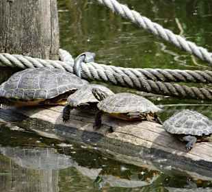 Rundgang im Tierpark