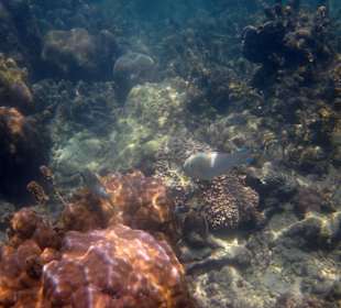 Underwater, fast am Hotelbeach