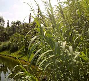 Schilf am Wasser