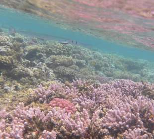 Подводный мир