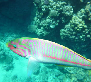 Bewohner des Hausriffs