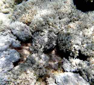 Мягкий, красивый ковер - Hotel Tropitel Sahl Hasheesh