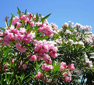 Spaziergang über die Strandpromenade Argelès-Plage