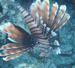 Hausriff Arabia Azur Resort