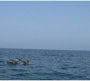 Individuelle Ausflüge in Hurghada - Delfintour