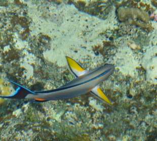 Eine prächtige Fischwelt