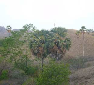 Landschaft auf Rinca