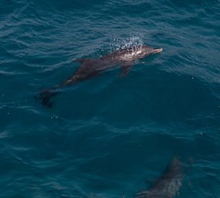 Delfin Tour Makadi Bay