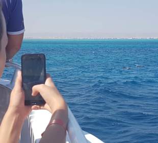 Delfine vor dem Schnorcheln vom Hauptboot