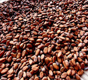 Kakaobohnen in der Sonne