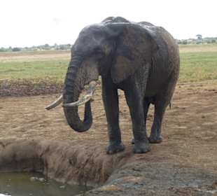 Tsavo Ost und West Safari